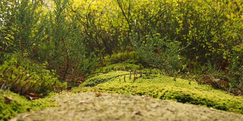 溧阳儿童早期教育指导师专业化培训:赋能家庭养育,开启职业新赛道